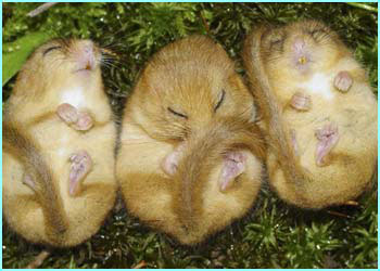 40494693 Dormice Pa 1