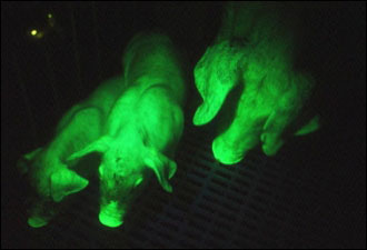 Pigs